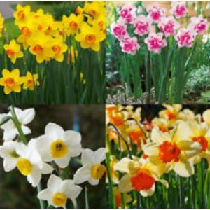 ดารารัตน์ / แดฟโฟดิล / นาร์ซิสซัส (Daffodil / Narcissus) / จอนควิล (Jonquil)