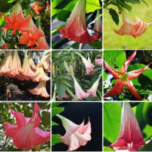ลำโพง (Devil's Trumpet) / แตรนางฟ้า (Brugmansia)