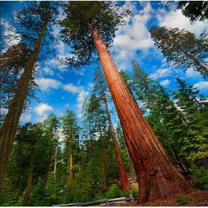 สน (Pine) / สนเรดวูด (Redwood) / สนยักษ์ซีคัวญ่า (Giant Sequoia)