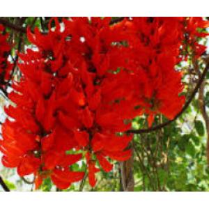 พวงโกเมน (New Guinea creeper / Red Jade vine)