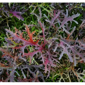 มิซูนา (Mizuna)