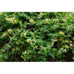 สายน้ำผึ้ง / กิมหงีฮวย (Honeysuckle)