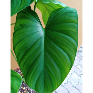 เสน่ห์จันทร์