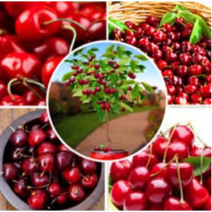 เชอรี่ (Cherry)