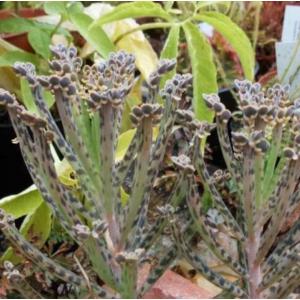 ไบรโอไฟลัม เดลากอนซ์ (Bryophyllum delagoense / Mother of thousands)