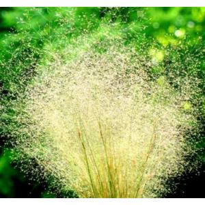 หญ้าปุยเมฆ / หญ้าคลาวด์ (Cloud grass)