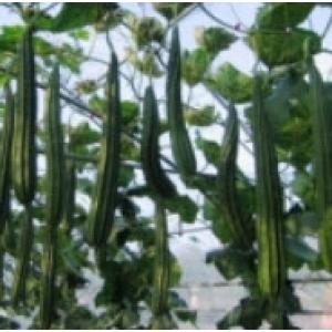 บวบ (Loofah / Luffa)