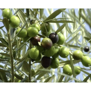 มะกอกโอลีฟ (Olive Tree) / มะกอกรัสเซีย / มะกอกฝรั่ง