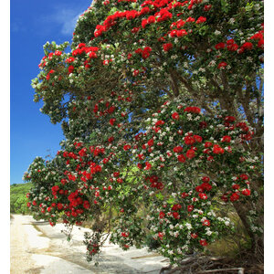 คริสต์มาสนิวซีแลนด์ (NZ Christmas Tree / Pohutukawa)