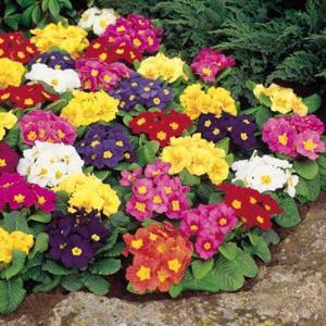 พริมโรส (Primrose) / อีฟนิ่ง พริมโรส (Evening Primrose)