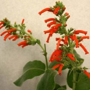 ซินนิงเกีย (Sinningia)