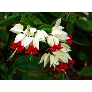 พวงแก้ว (Bag flower / Bleeding heart vine / Broken heart)