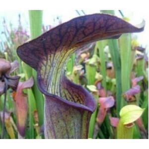 ซาราซีเนีย (Sarracenia) / ซาร่า