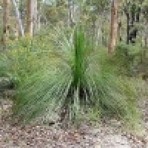 หญ้าออสเตรเลีย (Australian grass)