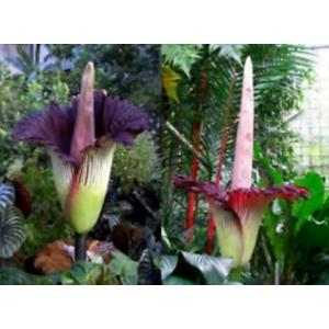 ดอกซากศพ / ดอกบุกยักษ์ (Corpse plants / Titan Arum) / บุกคางคก
