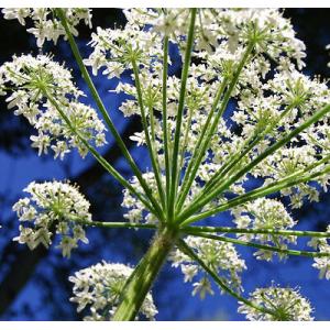 ควีน แอนส์ เลซ (Queen Anne's Lace)