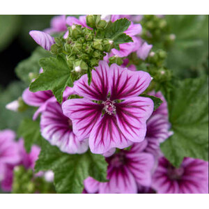 มาลโลว์ (Mallow / Malva sylvestris)