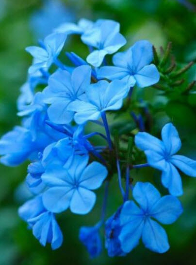 เวอร์บีนาเลื้อย (Trailing Verbena) สีฟ้าอ่อน / 200 เม็ด (Ukraine)