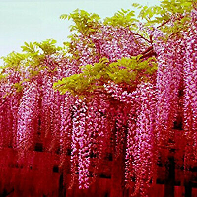วิสทีเรีย (Wisteria) สีชมพู / 20 เม็ด