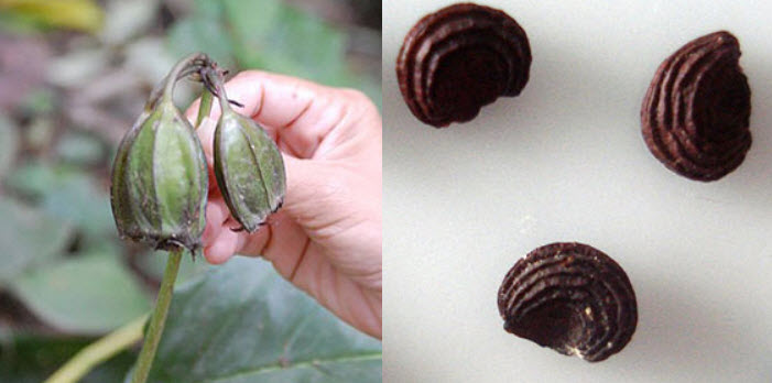 ว่านค้างคาวดำ (เนระพูสีไทย) / 5 เม็ด (ไทย)