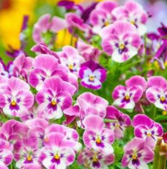 แพนซี (Pansy) สีชมพู / 50 เม็ด
