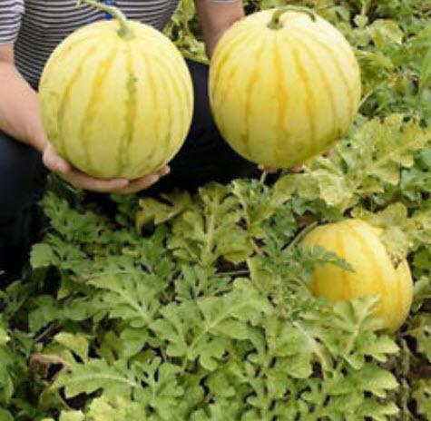 แตงโม เปลือกเหลือง เนื้อแดง / 10 เม็ด