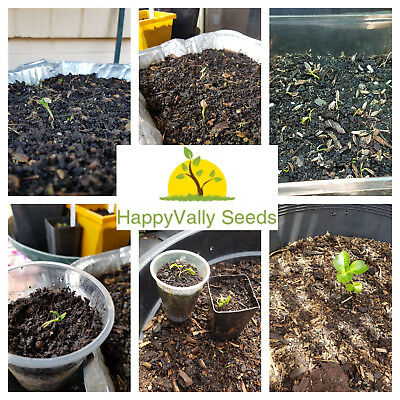 หน่อไม้น้ำ หรืออาชิตาบะ (Ashitaba) / 5 เมล็ด (Australia)