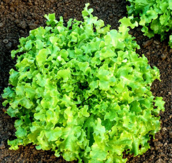 สลัดผักกาดเขียว (Italian Lettuce) / 2,500 เม็ด (UK)