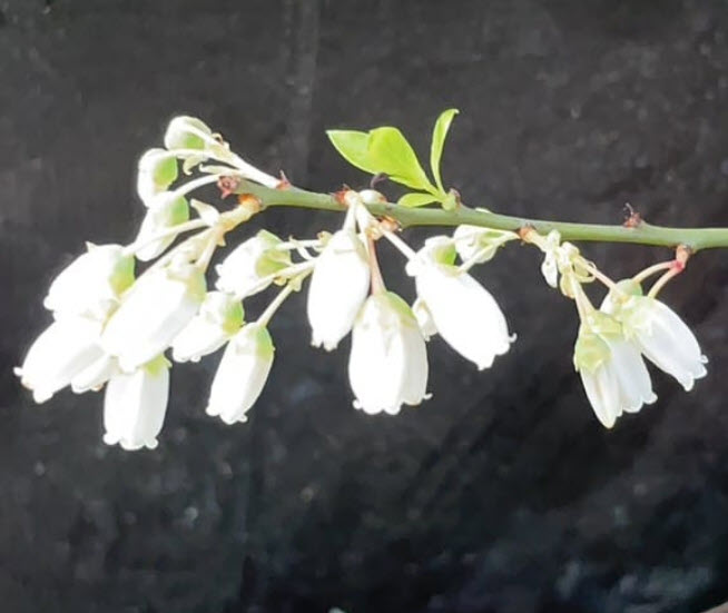 ต้นบลูเบอรี่ มิสตี้ Blueberry Misty อายุต้น 4 ปี+ สูง 60- 90 ซ.ม.