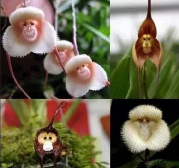 กล้วยไม้ หน้าลิง (monkey face orchid) / 10 เม็ด