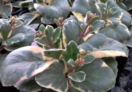 ต้นกุหลาบหินใบด่าง (M) / ต้น