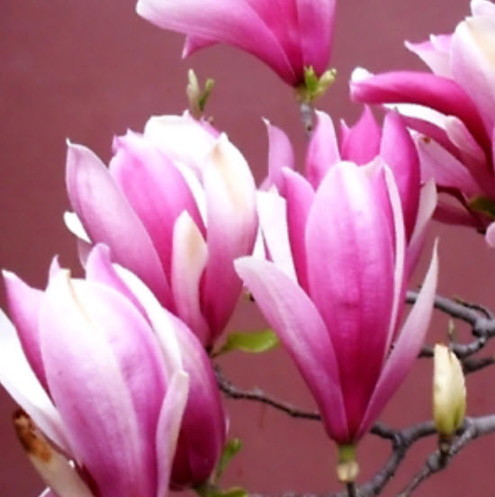 แม็กโนเลีย (Magnolia) สีชมพู / 5 เม็ด (Japan)