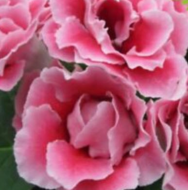 กล๊อกซีเนียสีชมพู (Pink Gloxinia) / 100 เม็ด (นอก)