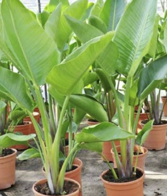 กล้วยบอนไซ (Dwarf Banana Tree) / 50 เม็ด (China)