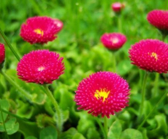อิงลิช เดซี่ (English Daisy - Pomponette Red) สีแดงสด / 500 เม็ด (UK)