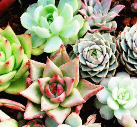 พืชอวบน้ำ (Succulents) รวมมิตร / 400 เม็ด