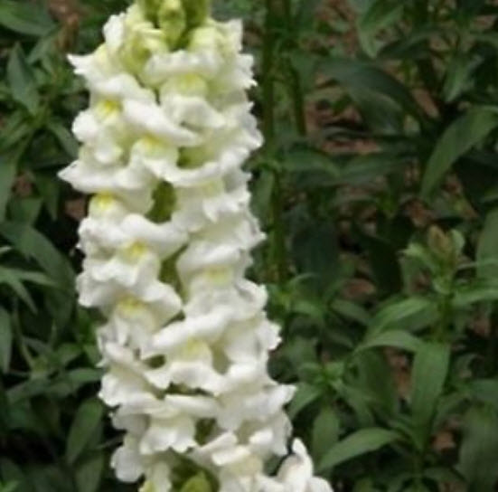 ดอกลิ้นมังกร (Snapdragon) ดอกใหญ่ สีขาว ต้นสูง / 3,000 เม็ด (Ukraine)