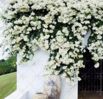 เฟื่องฟ้าเลื้อย (Climbing Bougainvillea) คละสี / 50 เม็ด (นอก)