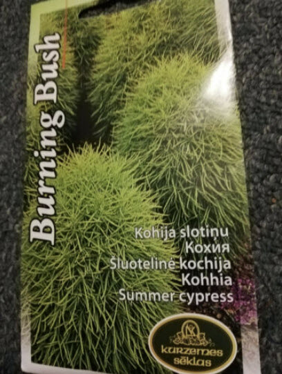 หญ้ากอเชีย (Burning Bush / Cypress Kochia) / ซอง 650 เม็ด (Latvia)