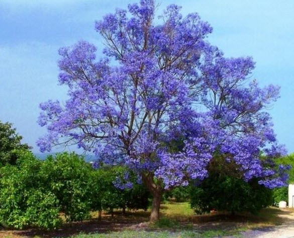 ศรีตรัง (Jacaranda mimosifolia) สีม่วง / 10 เม็ด (Australia)