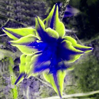 ไลซิแอนธัส (Lisianthus) สีเขียว-น้ำเงิน / 25 เม็ด