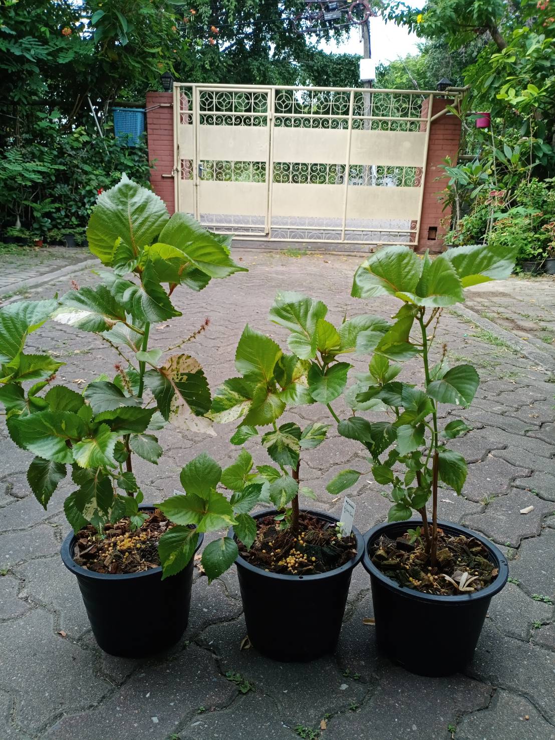 ต้นหูปลาช่อน หรือต้นไม้ 7 สี กระถาง 8 นิ้ว