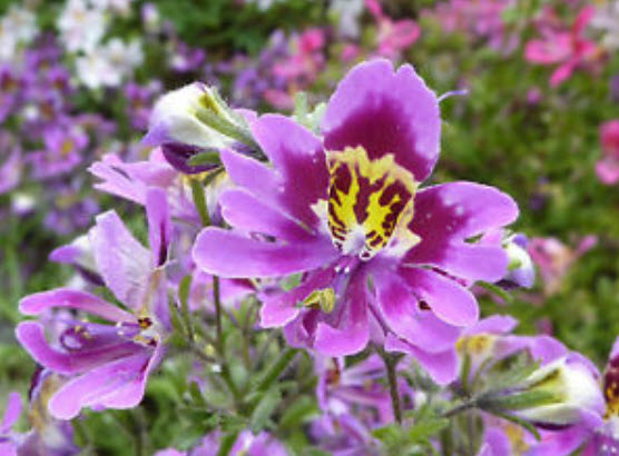 ปีกนางฟ้า (Angels Wing) คละ / 2,000 เม็ด (UK)