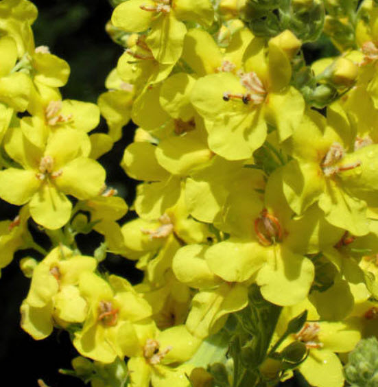 เกรท มัลเลน (Great Mullein) / 1,000 เม็ด (Moldova)