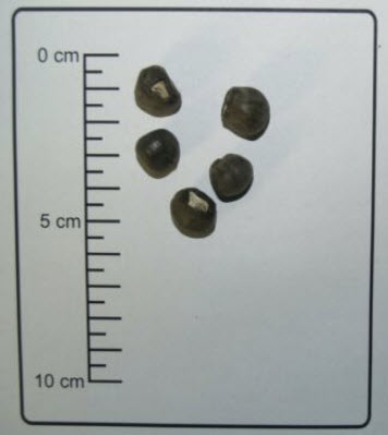 กล้วยเอธิโอเปีย (Ethiopian Banana / Ensete Ventricosum) / 3 เม็ด (UK)*