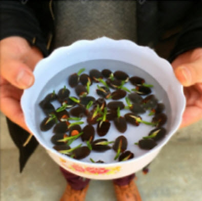 บัวอ่าง (bowl lotus) สีดำ / 5 เม็ด (นอก)