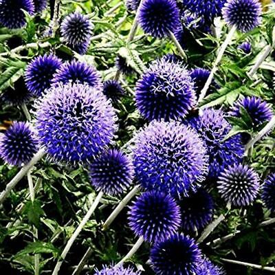 โกลบ ธิสเซิล (Globe Thistle) ดอกใหญ่ / 100 เม็ด (Singapore)*
