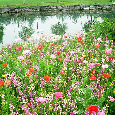 ดอกไม้ป่า (wildflowers) คละ / ซอง 200 เม็ด (K002)