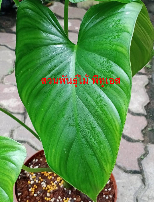 ต้นเสน่ห์จันทร์บุษราคัม จากข้อตาแม่พันธุ์ด่าง ขายทั้งต้น ส่งทั้งกระถาง 10 นิ้ว (ไม่รับเก็บเงินปลายทาง)