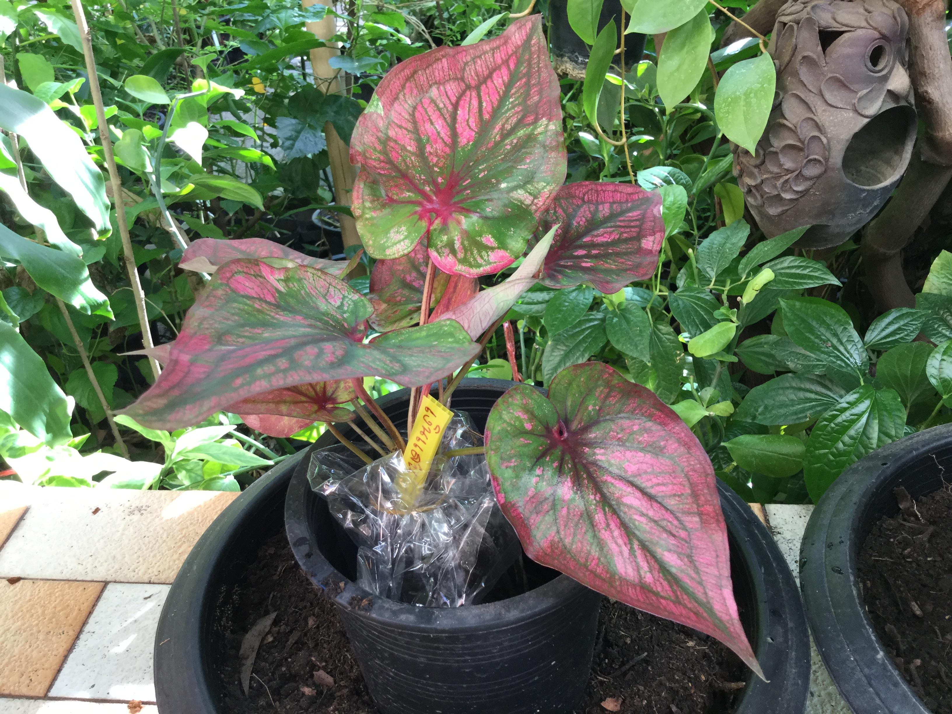 ต้นบอนสี เงินแสน กระถาง 6 นิ้ว (หายาก)